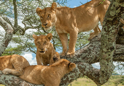 15-Day Uganda-Rwanda Birding, Primates and Big 5 Safari