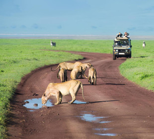 4-Day Tanzania Comfort Wilderness Safari Experience