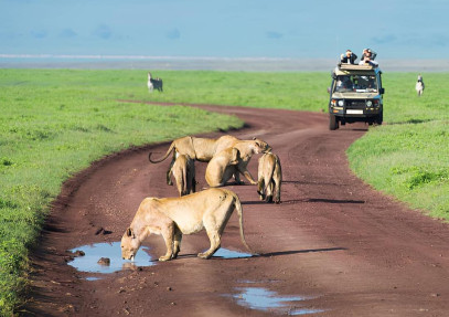 4-Day Tanzania Comfort Wilderness Safari Experience