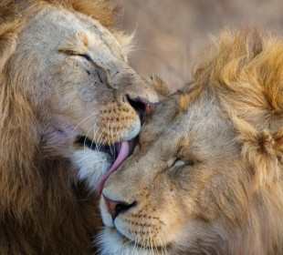 7-Day Luxury All-Inclusive Safari Wildlife Experience