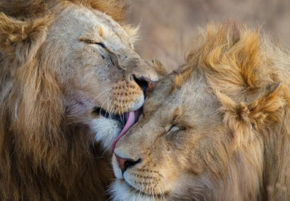 7-Day Luxury All-Inclusive Safari Wildlife Experience