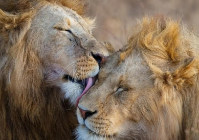 7-Day Luxury All-Inclusive Safari Wildlife Experience