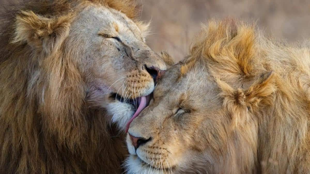 7-Day Luxury All-Inclusive Safari Wildlife Experience