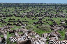 6-Day Comfort Great Migration Ndutu (December -April)