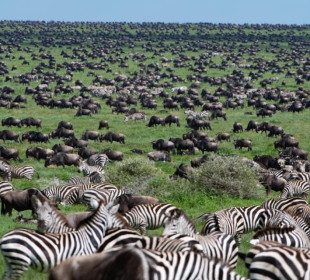 6-Day Comfort Great Migration Ndutu (December -April)