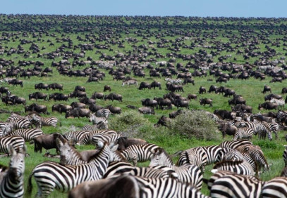 6-Day Comfort Great Migration Ndutu (December -April)