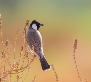 8-Day Comfort Mara River and Great Migration Experience