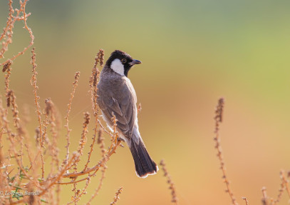 8-Day Comfort Mara River and Great Migration Experience