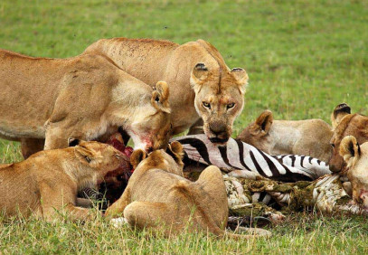 4 Days Taste of Serengeti Family Safari