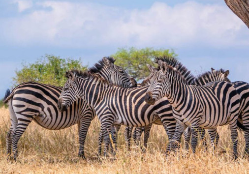 Zebra Ndutu