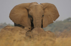 13-Day South Luangwa, Lower Zambezi and Victoria Falls