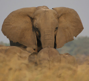 13-Day South Luangwa, Lower Zambezi and Victoria Falls