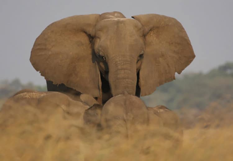 13-Day South Luangwa, Lower Zambezi and Victoria Falls