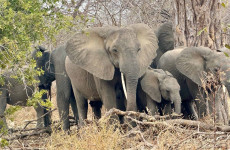 5-Day Family Safari – Nature & Wildlife in Tanzania