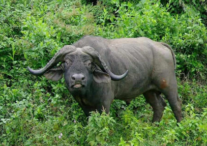 10-Day Kenya & Tanzania: Ultimate Wildlife Immersion