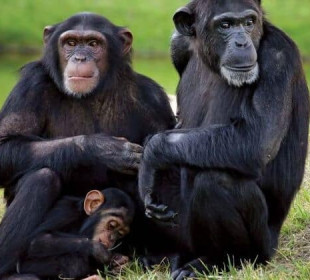 3-Day Kenya Ol Pejeta Safari Adventure