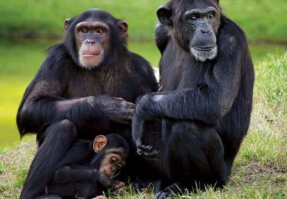 3-Day Kenya Ol Pejeta Safari Adventure