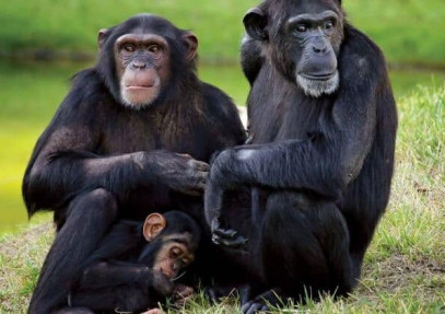 3-Day Kenya Ol Pejeta Safari Adventure