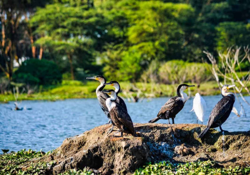 Birds