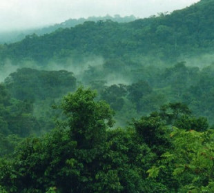 3-Day Uganda Gorilla Trekking Safari