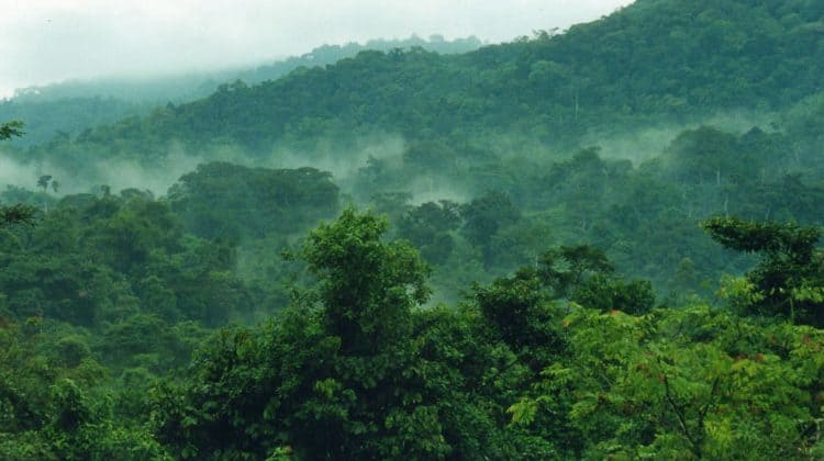 3-Day Uganda Gorilla Trekking Safari