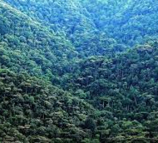 3-Day Rwanda Gorilla & Golden Monkey Trekking