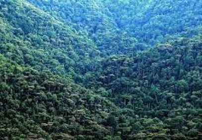 3-Day Rwanda Gorilla & Golden Monkey Trekking