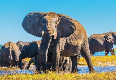 5-Day Luxury, Romantic and Authentic Wild Safari in Botswana