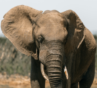 7-Day Honeymoon Safari and Cape Town Coastal Adventure