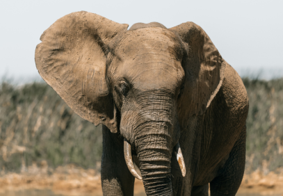 7-Day Honeymoon Safari and Cape Town Coastal Adventure