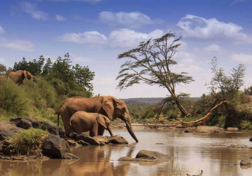 Elephant And Cub