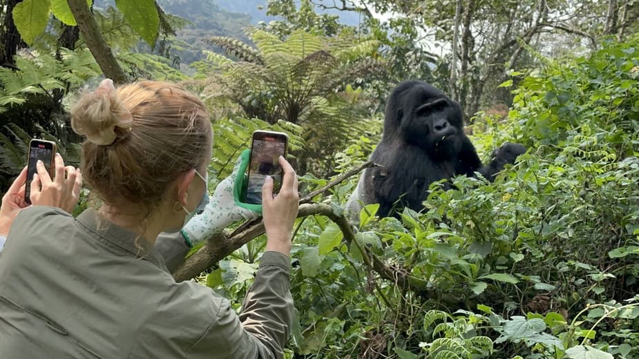 3-Day Rwanda Gorilla and Golden Monkey Trekking