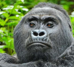 12-Day Uganda Gorilla, Chimps, Golden Monkeys & Wildlife
