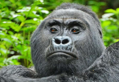 12-Day Uganda Gorilla, Chimps, Golden Monkeys & Wildlife