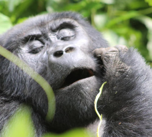 4-Day Rwanda Uganda Gorilla Trekking Experience