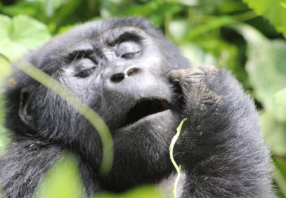 4-Day Rwanda Uganda Gorilla Trekking Experience
