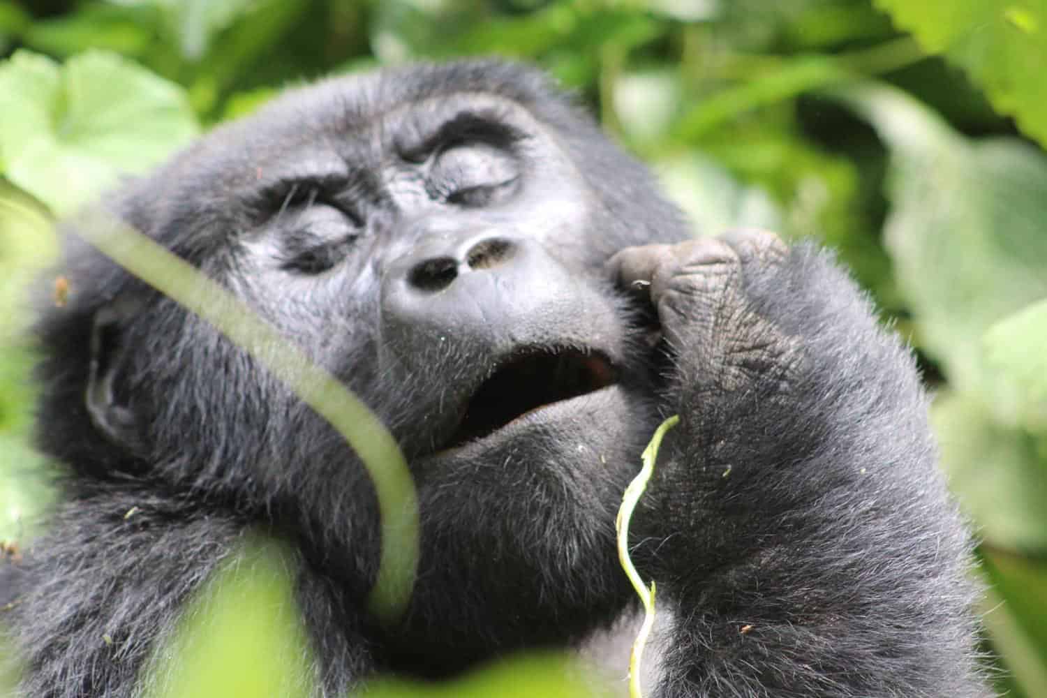 4-Day Rwanda Uganda Gorilla Trekking Experience
