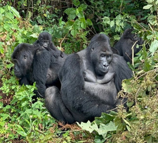 8-Day Rwanda, Uganda and Congo Gorilla Trekking