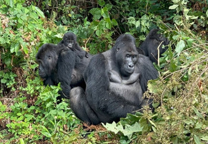 8-Day Rwanda, Uganda and Congo Gorilla Trekking