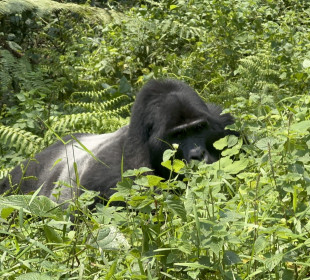 3-Day Uganda Gorilla Tracking via Rwanda