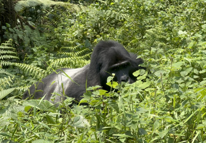 3-Day Uganda Gorilla Tracking via Rwanda
