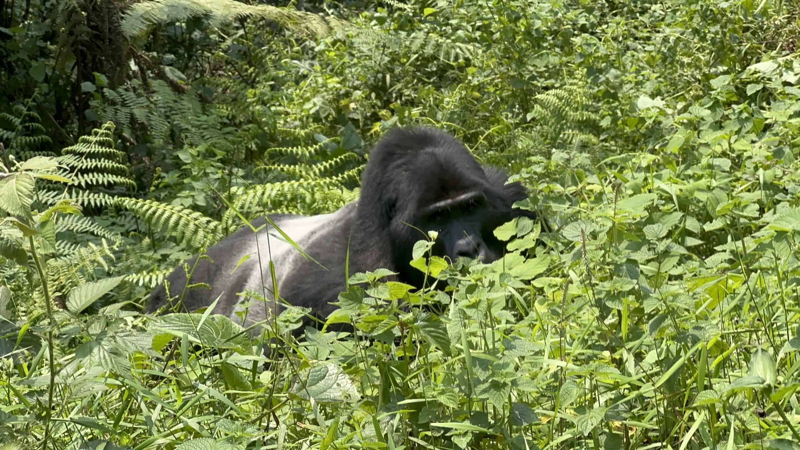3-Day Uganda Gorilla Tracking via Rwanda