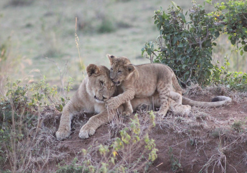Lioness And Cub