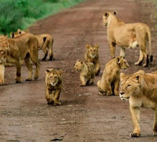 9-Day Uganda Primate Tracking & Wildlife Safari