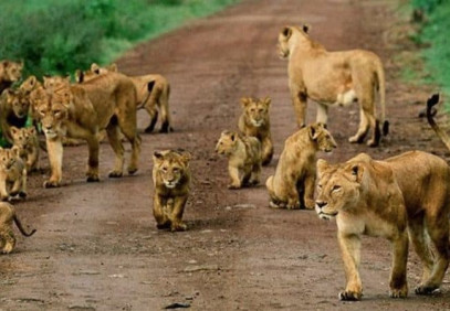 9-Day Uganda Primate Tracking & Wildlife Safari