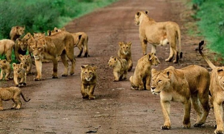 9-Day Uganda Primate Tracking & Wildlife Safari
