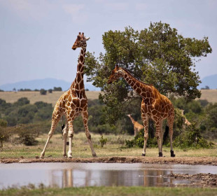 3-Day Samburu Special Fly-in Safari