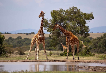 3-Day Samburu Special Fly-in Safari