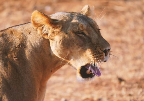 Samburu Lion