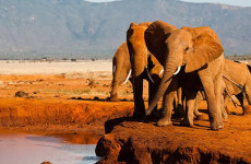 3-Day Heart of Tsavo Safari